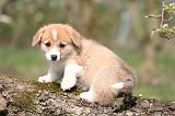 CORGI PEMBROKE 1191